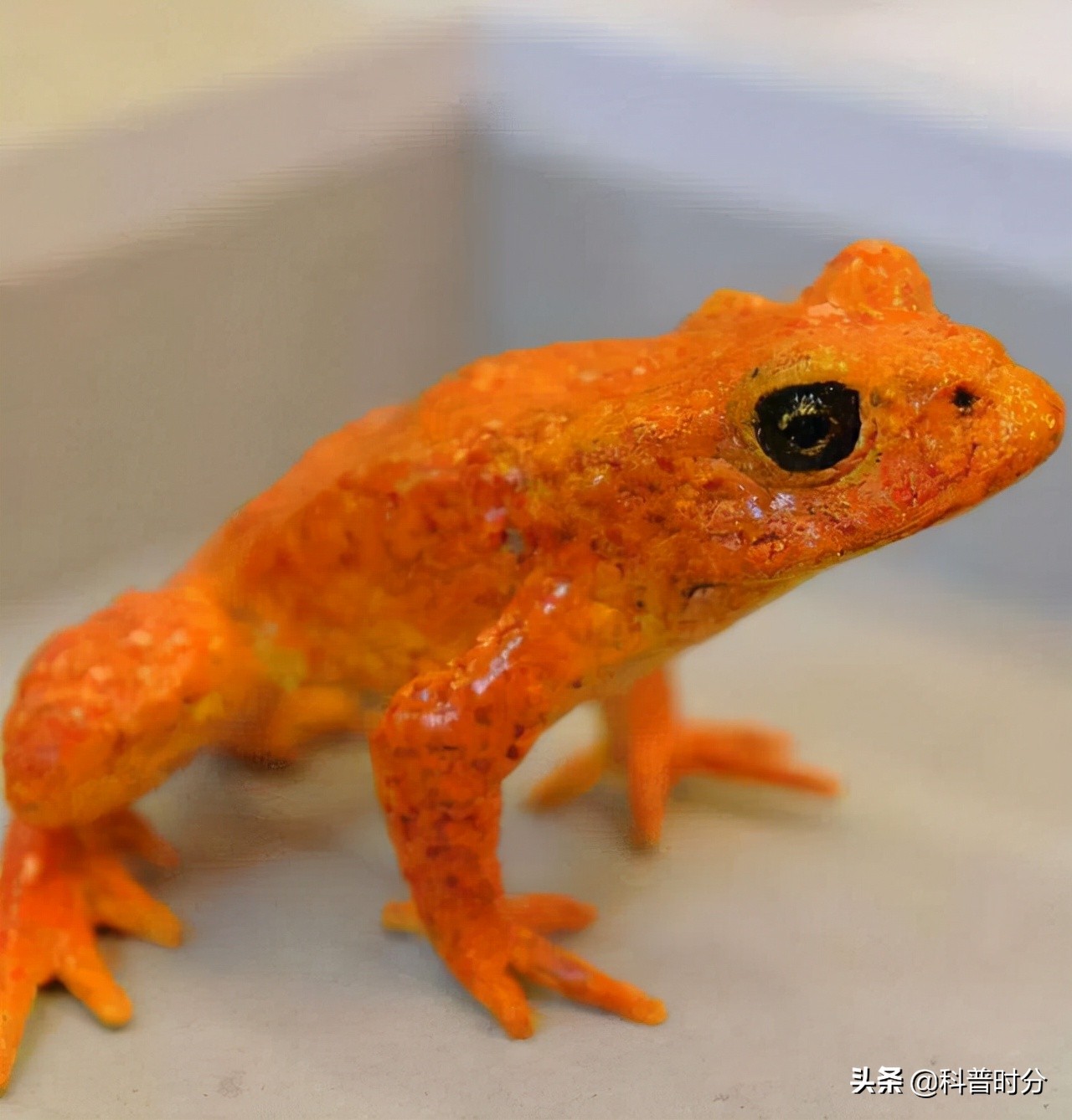 25只已经灭绝的史前动物,已灭绝又复活的动物白鱀豚