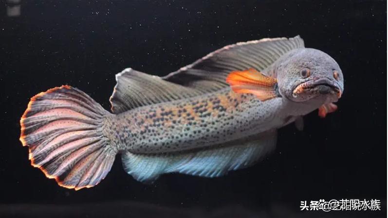 雷龙鱼常见病症以及治疗方法,黄金眼镜蛇雷龙常见疾病