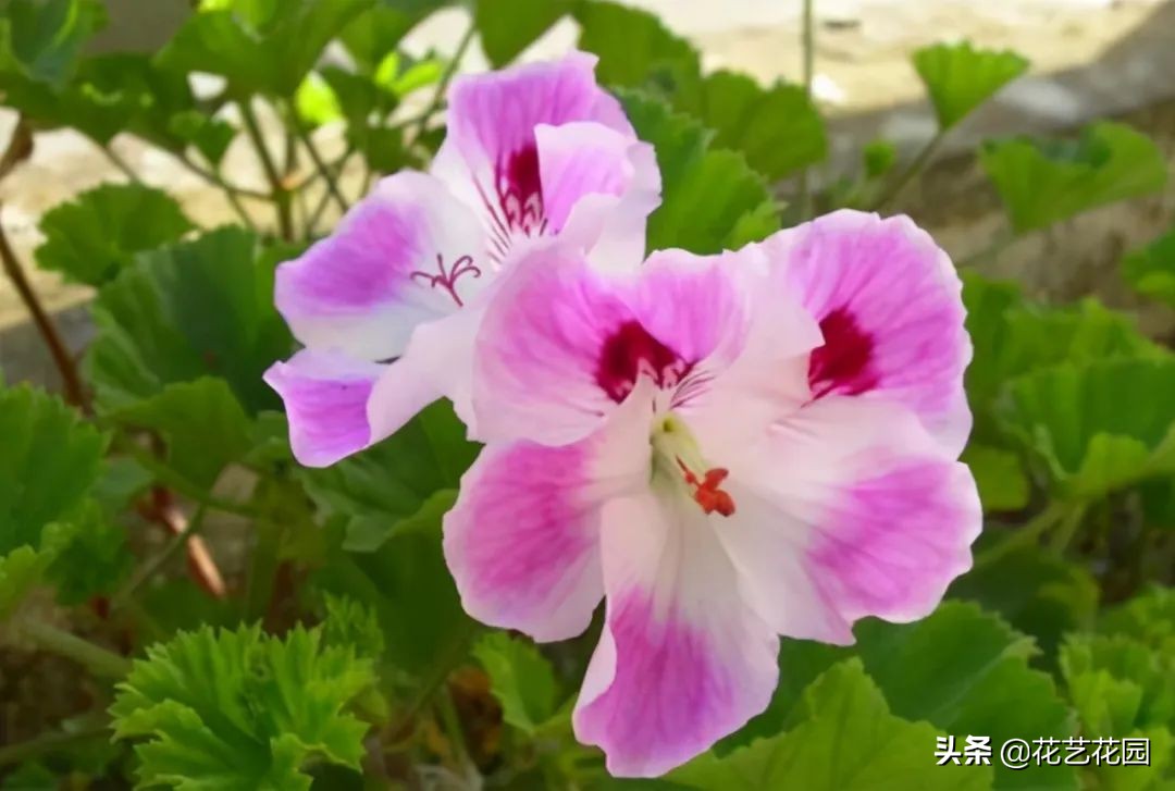 什么花有驱蚊效果适合家里养,驱蚊虫的花适合在室内养的