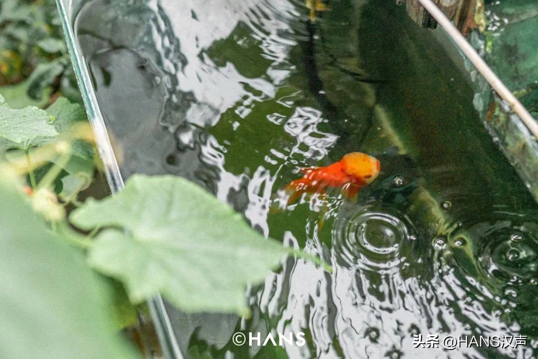 过隐！种花养鱼武汉人