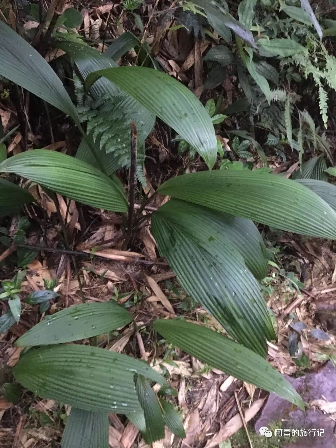 广西十万大山国家森林公园,广西十万大山国家森林公园图片