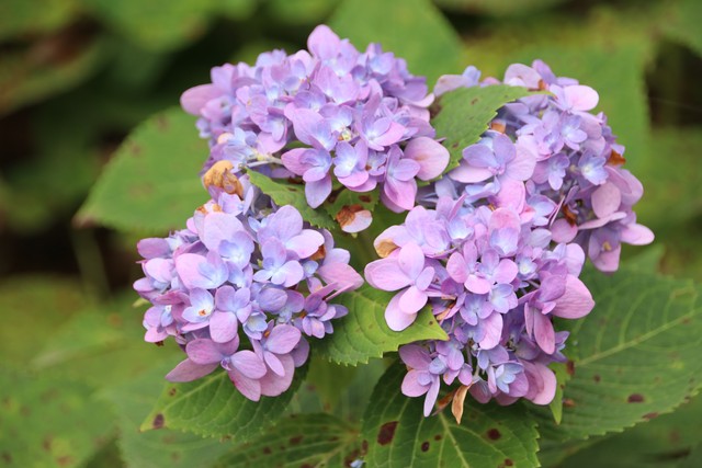 紫薇都市田园直播,紫薇都市田园好玩吗