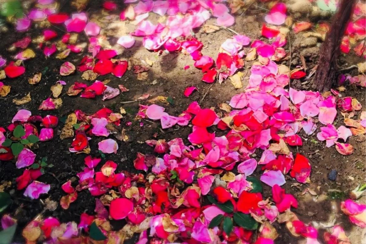 原创诗歌诗词欣赏,落红诗歌