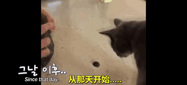 怎么给猫用中医把脉,中医给猫咪吃中药