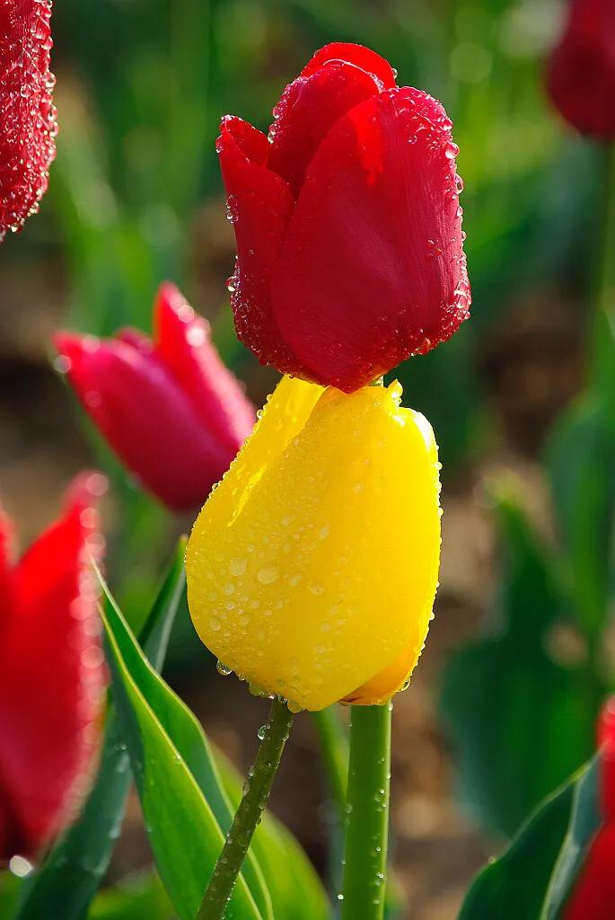 白色郁金香图片大全,郁金香图片大全大图唯美