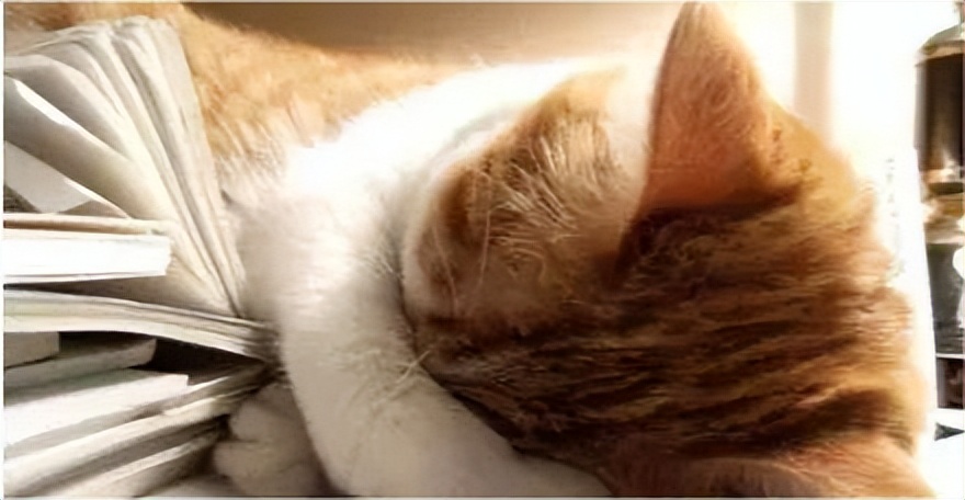 猫鼻支的家庭治疗方法有哪些,猫鼻支的家庭治疗方法小猫