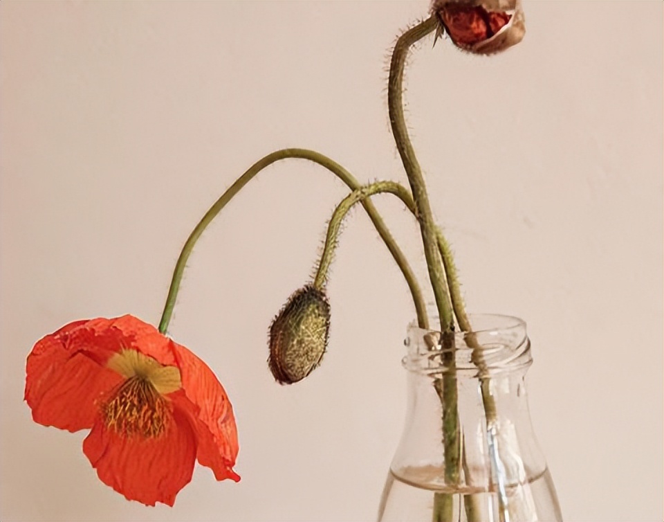 没有爱情的婚姻就别浪费生命,没有爱情的婚姻怎么继续下去