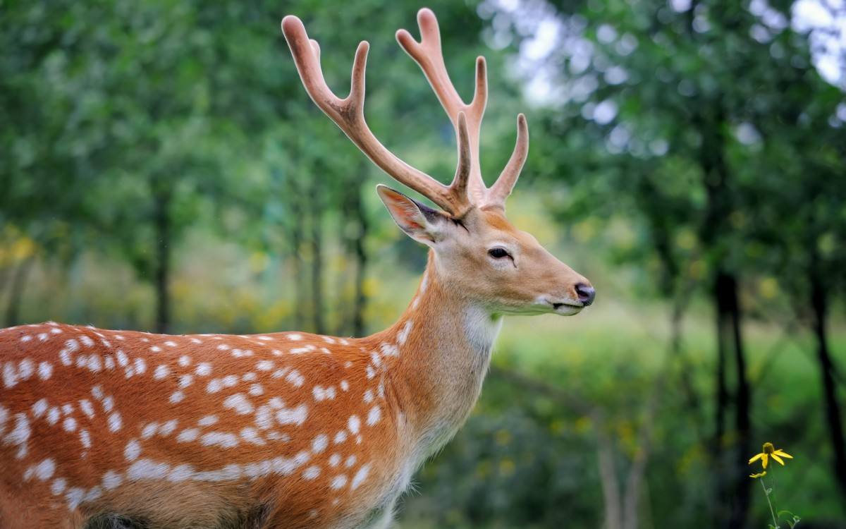 狍子被称为东北第一神兽,东北神兽狍子真的傻吗