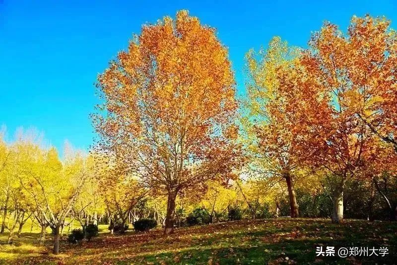 郑州大学保送生招生简章,郑州大学2023年高校专项招生简章