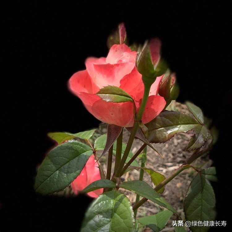 世界花园风景,世界花园