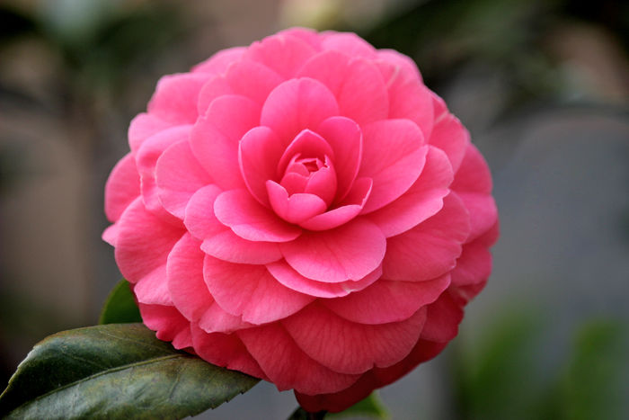 抑郁不开心长斑月经不调失眠多梦还头疼，不如按一按四关穴！