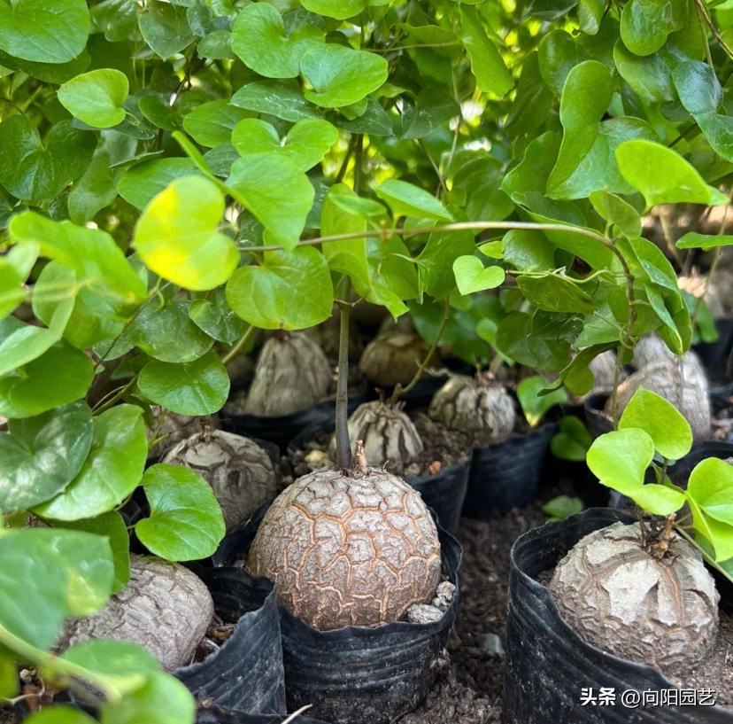 龟甲龙多长时间才能发根,南非龟甲龙先抽芽后发根吗