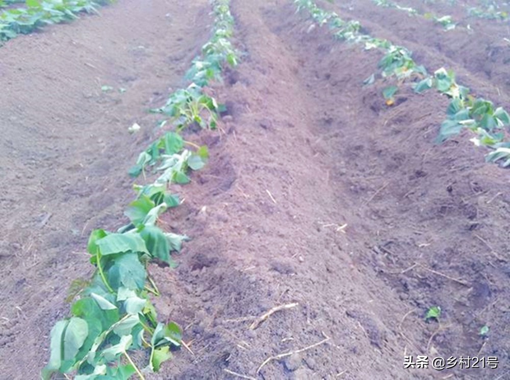 红薯种植技巧和方法不生虫,种植红薯是先浇水还是种完后浇水