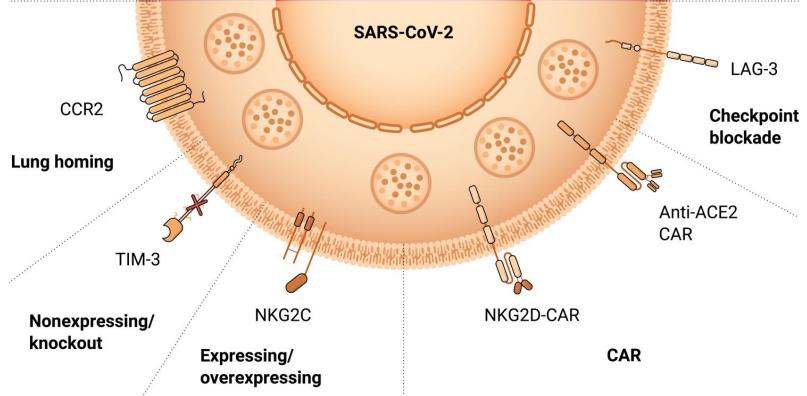 nk细胞感染eb病毒,nk细胞抗肿瘤新技术