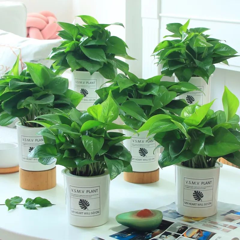 养这10种花越养家里越干净,适宜在家中养的10种花排名