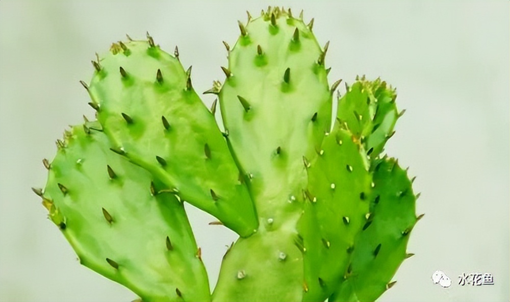 12种水产病害防治,你对水产动物病害的初步认识