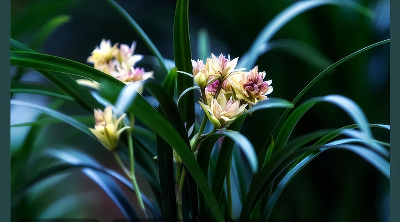 海山翻唱和平与爱,海山朗诵