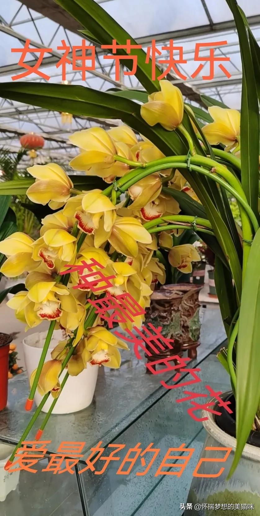 三八节送祝福语简短,三八妇女节搞笑祝福图片