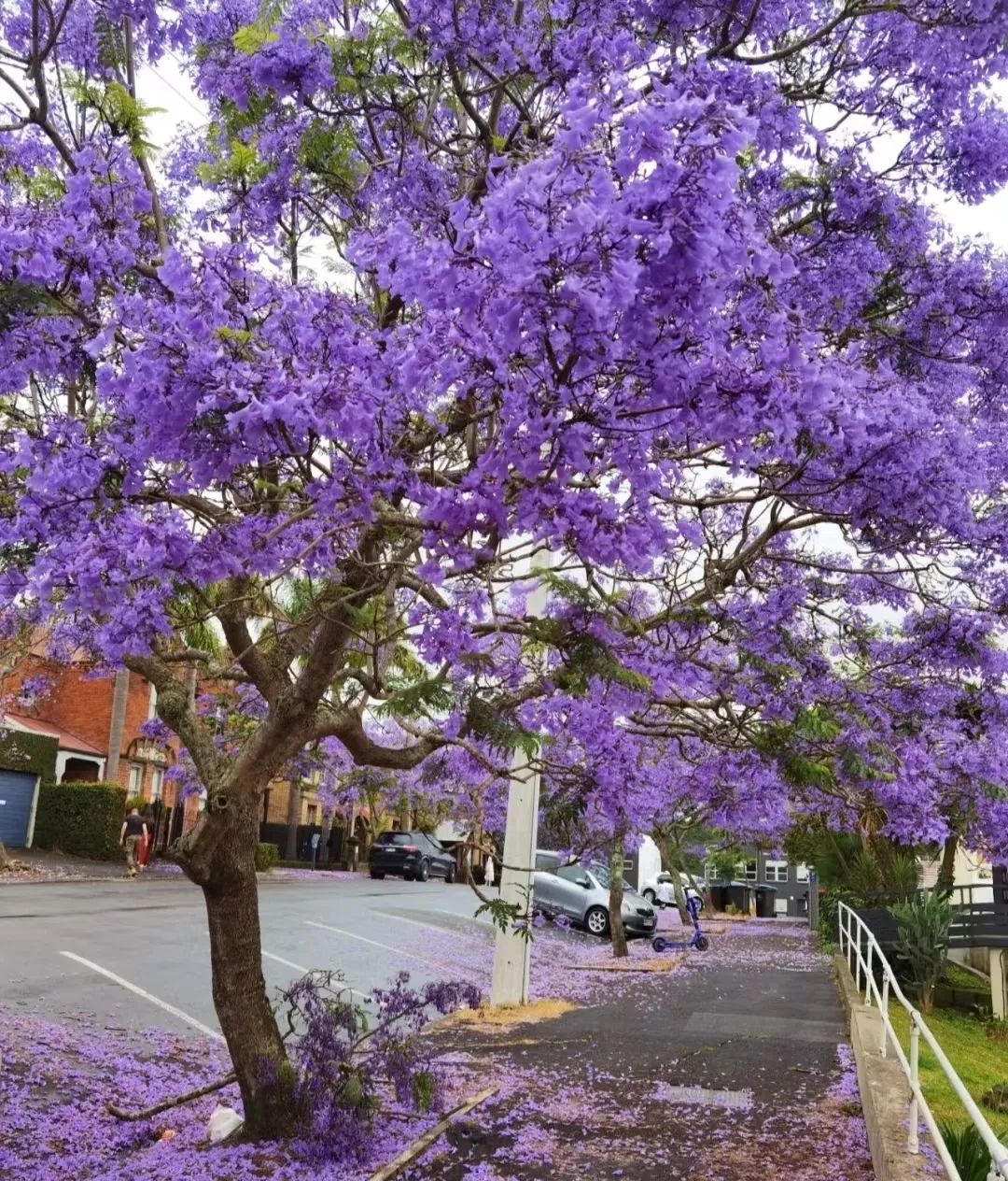 30款经典蓝紫色开花植物!别拉我,就让我坠入这梦幻的漩涡