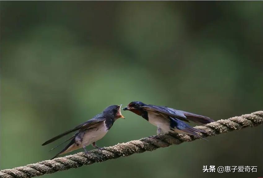 最好的咏鸟诗十首,历代名人咏鸟诗词