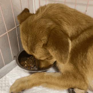 狗狗驱虫后呕吐是正常现象,狗狗昨天一直呕吐今天状态好点了