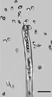 水产养殖霉菌怎么处理,水产养殖杀水霉方法