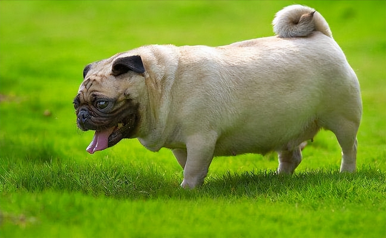 巴哥犬经常呕吐是怎么回事,巴哥犬剧烈运动后呕吐正常吗