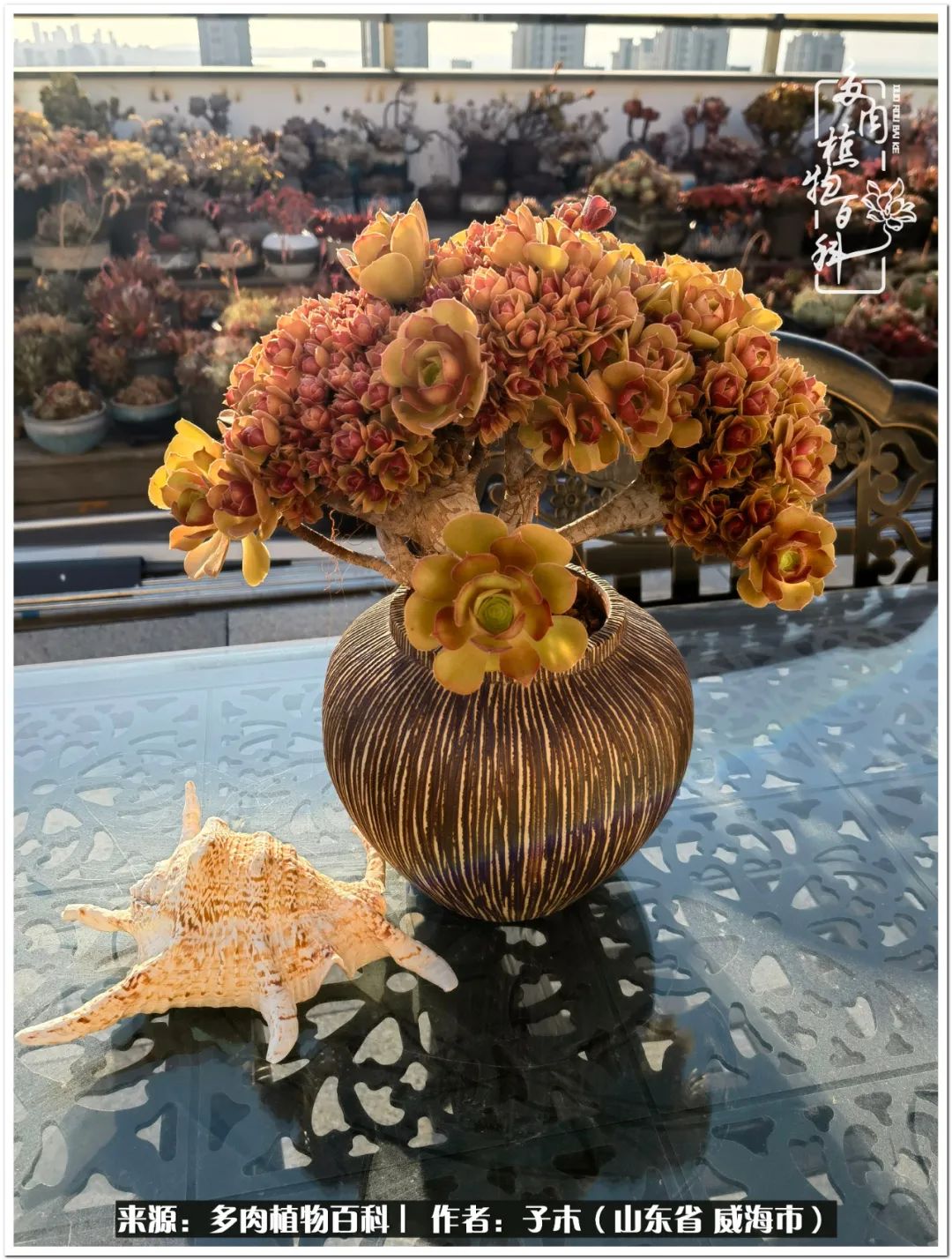 法师多肉成长史,法师多肉新手教程