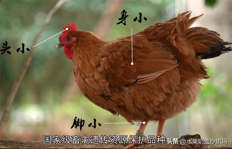各省特产试吃视频介绍大全,全国各省的特产介绍图片版