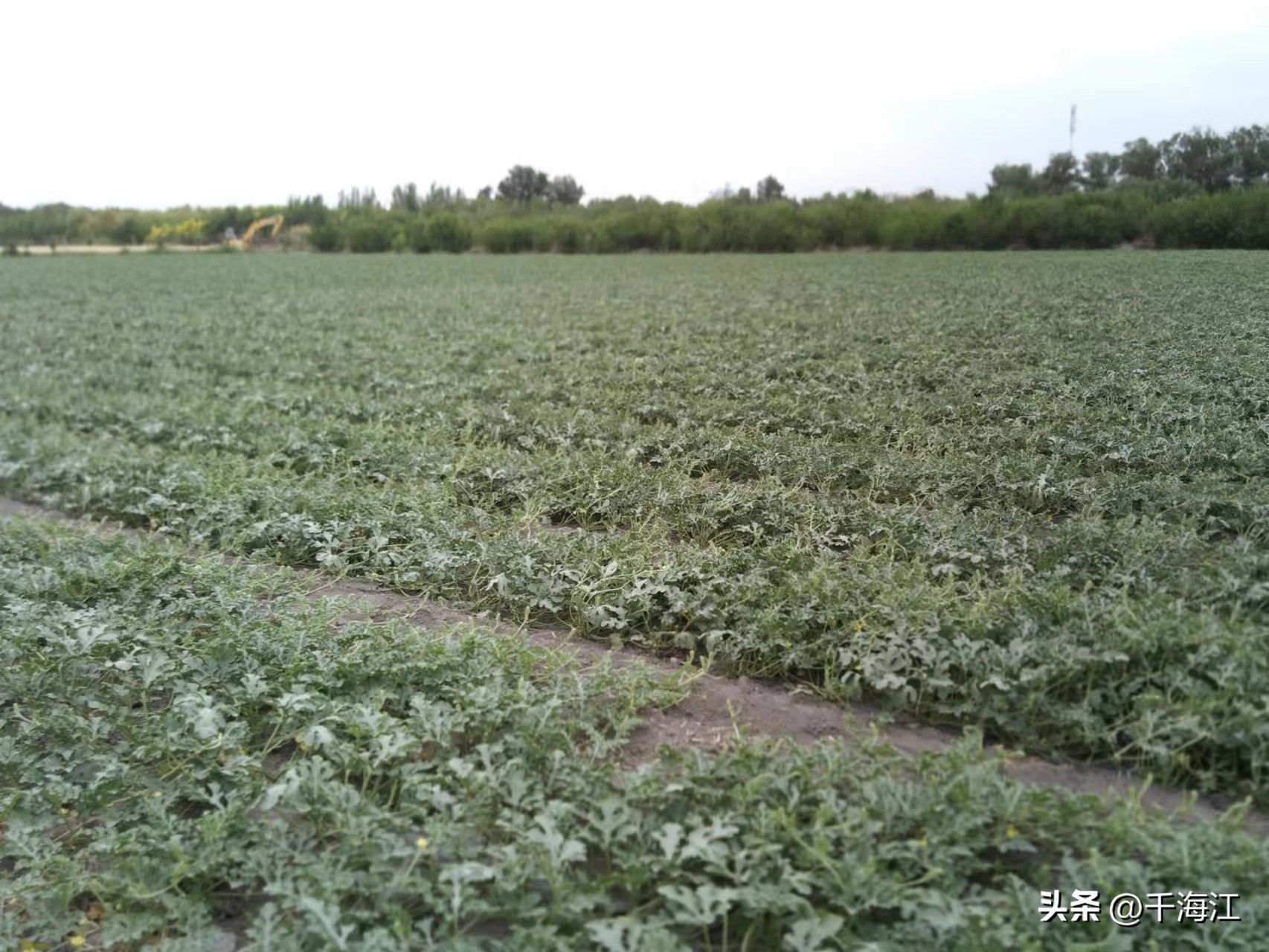 塞外水乡度假村怎么样,乌鲁木齐新市区塞外水乡门票价格