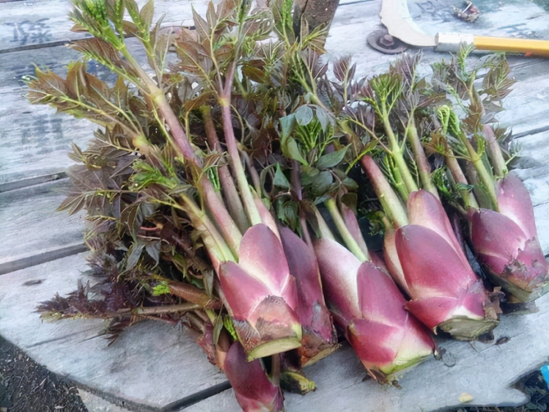 野菜100种大全,能吃的100种野菜大全