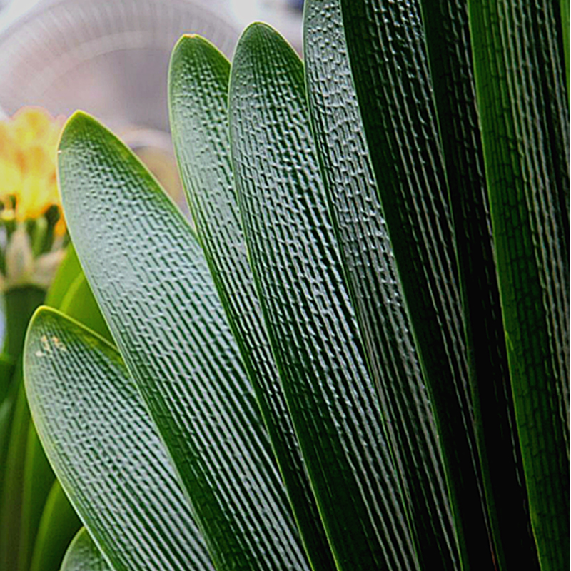 好看的花养在家里心情美美哒,家中养三种花养人旺家