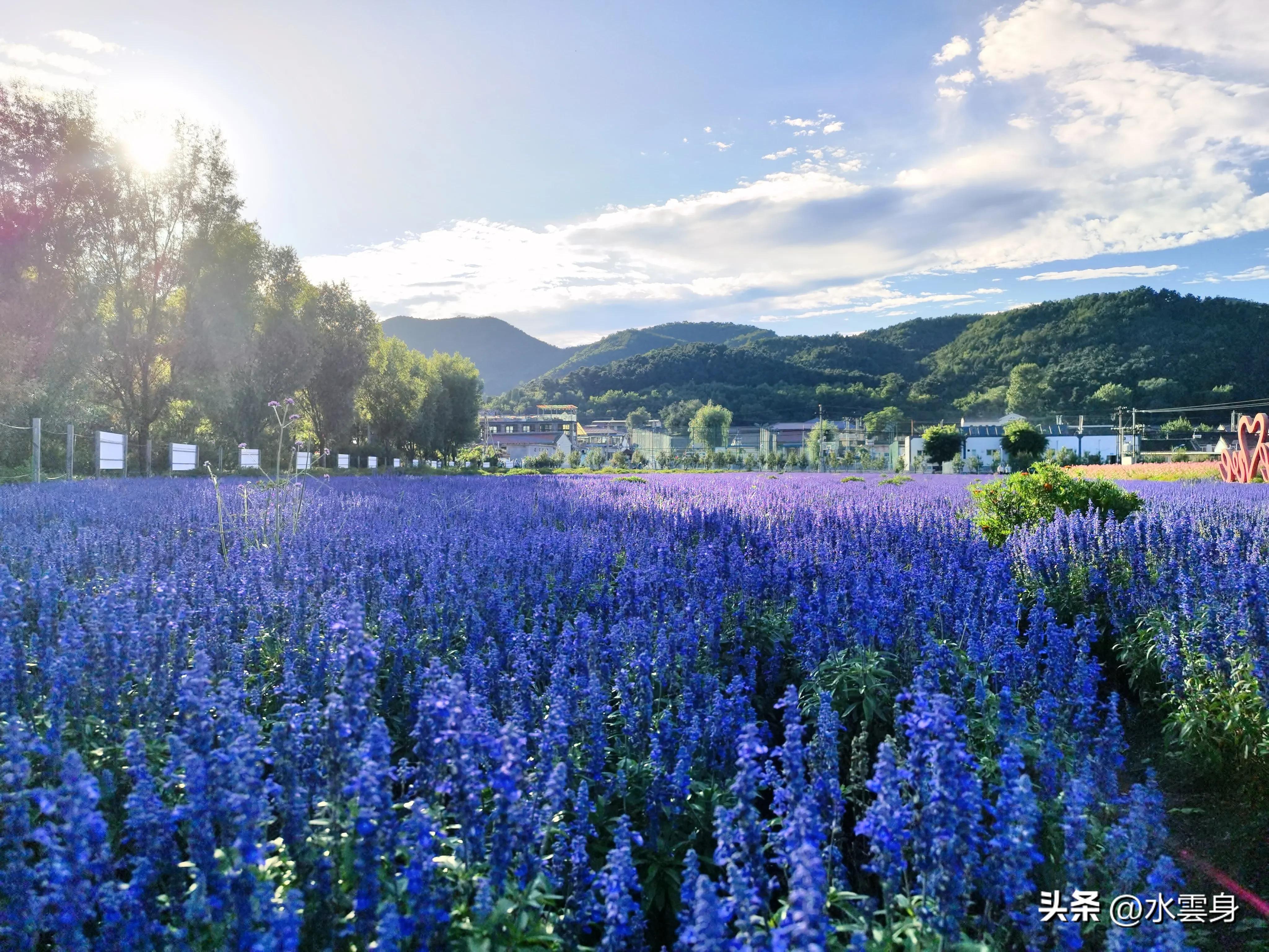 京郊赏花自驾游线路推荐,京郊免费景点一日自驾游路线攻略