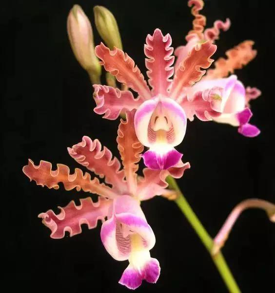 矮种兰花图片欣赏,写意兰花作品欣赏