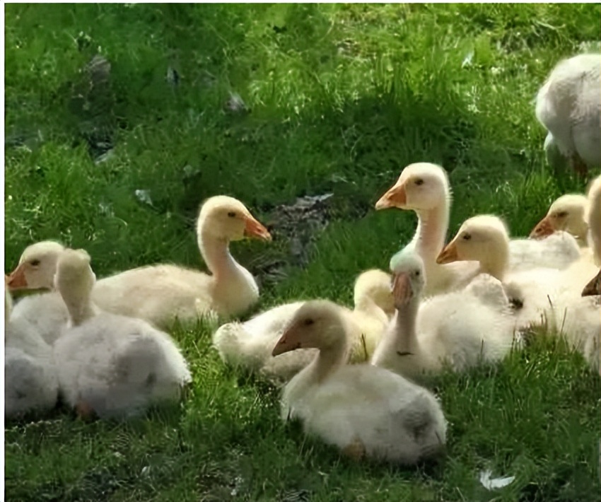 预防小鹅痛风的方法,小鹅痛风和小鹅浆膜炎的区别
