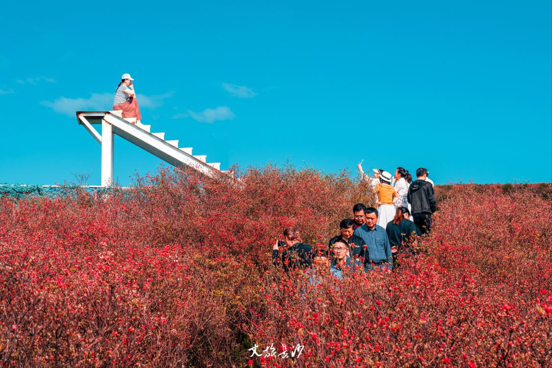 娴忛槼鐑熻姳鏃呰,鏄熷煄鏃呮父鏀荤暐