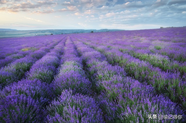 男子低头玩手机差点被绊倒,男子低头玩手机过马路被撞