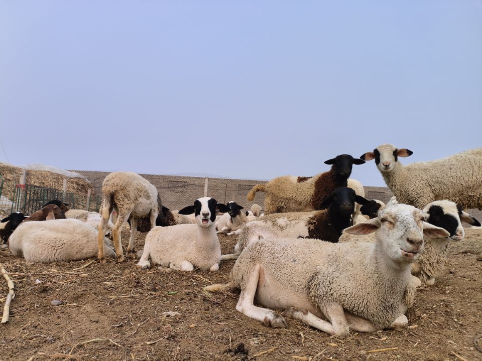 乡村养殖什么最可靠最赚钱,养殖什么经营模式最赚钱