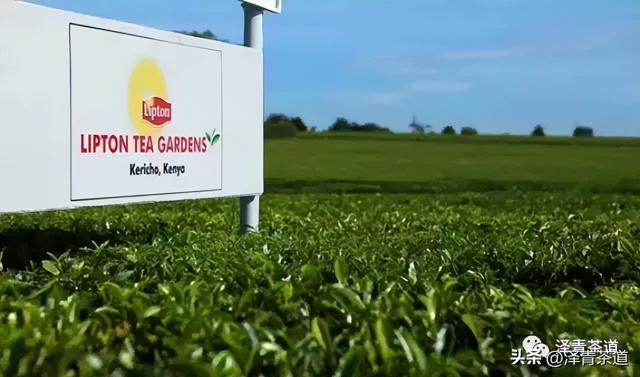 世界十大茶日,国际茶日英文版