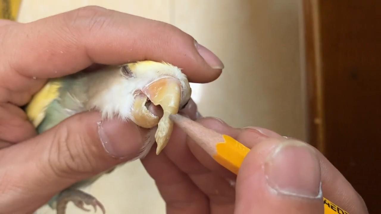 牡丹鹦鹉的喙长了是什么原因,牡丹鹦鹉下喙过长怎么办