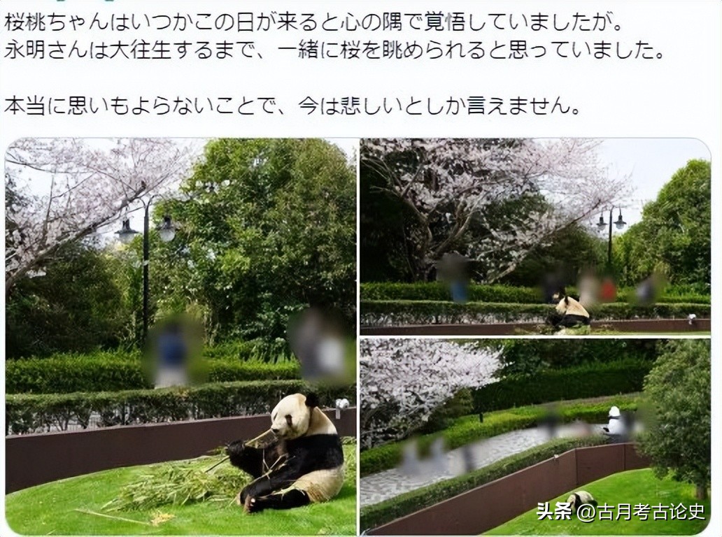 旅日大熊猫回国日本人反应,四只旅日大熊猫陆续归国