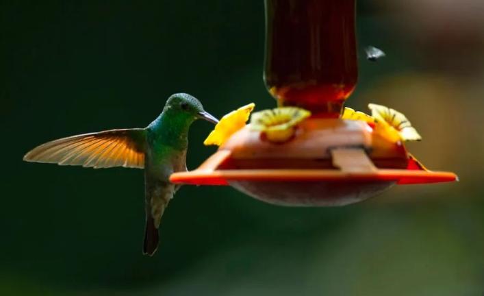 亚洲最萌动物大熊猫,国外评最可爱动物大熊猫排第三