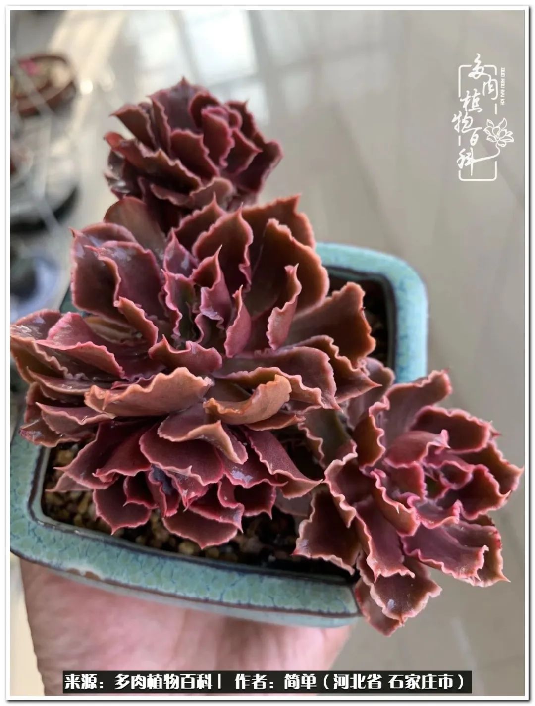 自从养了多肉以后视频,养多肉治愈生活中的疲惫和琐碎