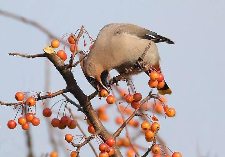 太平鸟图片素材,太平鸟图片大鸟