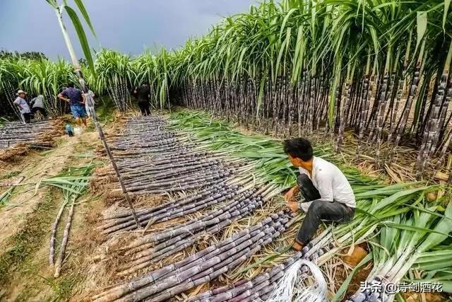 为什么老坛酸菜出口质量好,老坛酸菜翻车的是哪个牌子