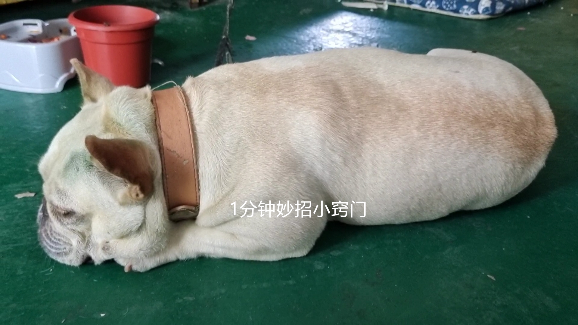 被狗追怎么自救才安全,被狗追怎么办最快最有效的方法