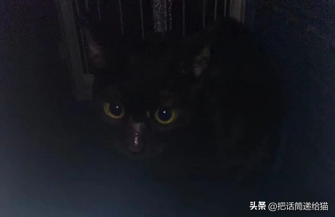 江苏偷猫事件,偷猫人被抓新闻