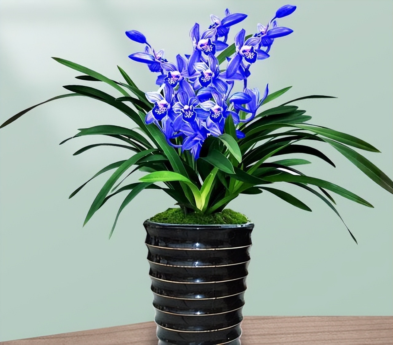 最美的四季兰,四方四季兰