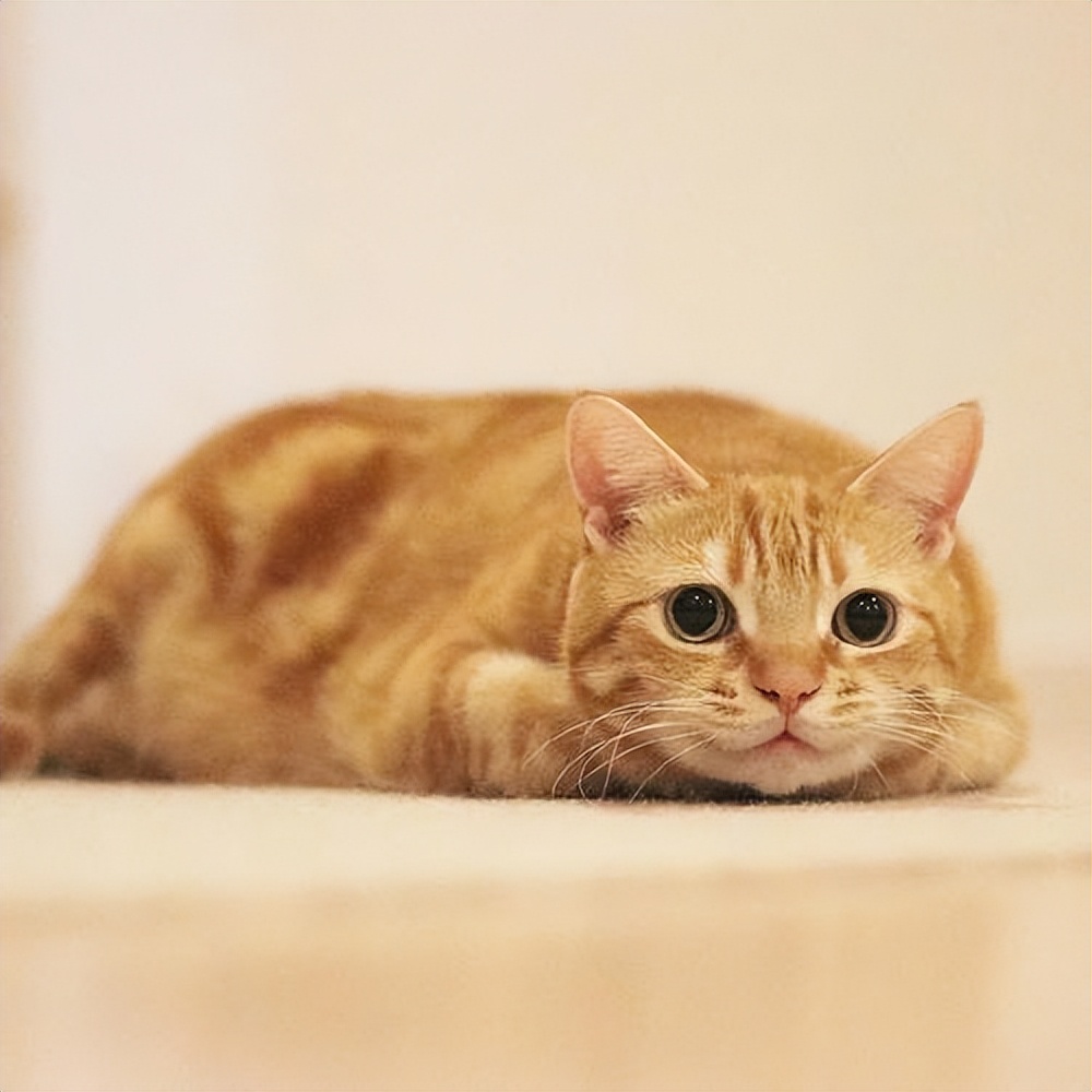 什么猫咪最好养而且不怎么生病,什么猫咪好养不容易生病