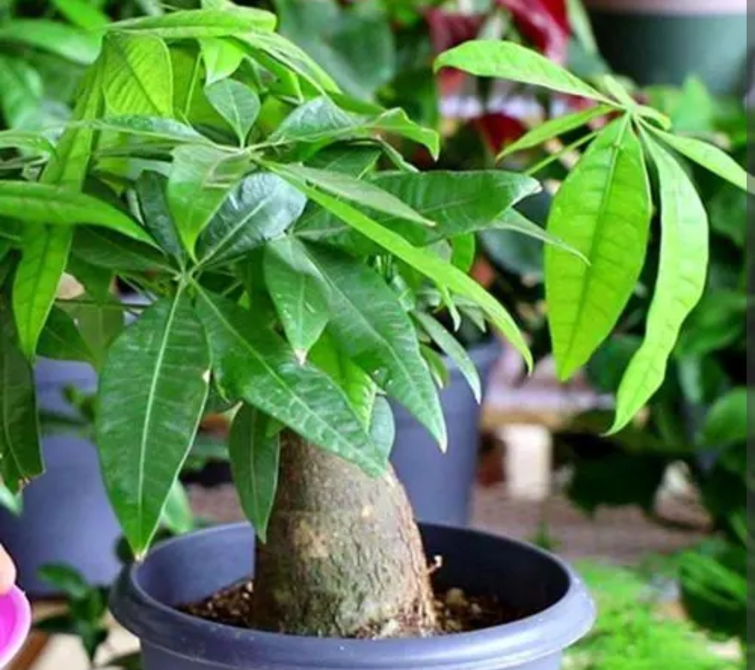 发财树长得很慢吗图片,发财树怎么就养得枝繁叶茂了